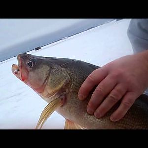 Lake of the Woods 30 inch walleye ice fishing