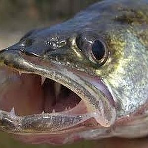 Walleye Fishing the Wisconsin River