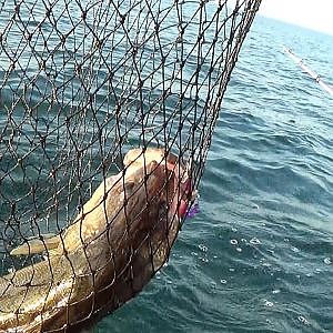 2013 Lake Erie Walleye Fishing - Catching a Limit