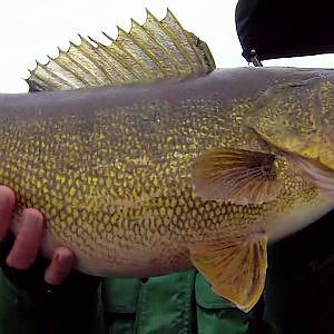 Gigantic Bay of Quinte Walleye!