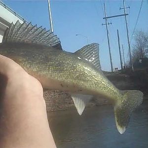 thames river london ontario fishing Walleye!