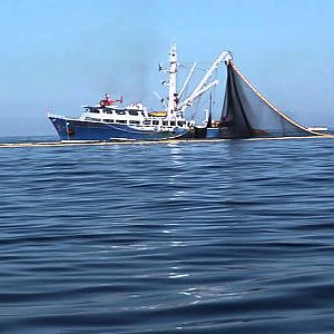 Commercial Tuna Vessel nets Dolphins, Bill Fish with Tuna in Sea of Cortez