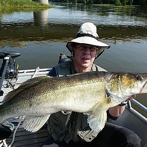 Kapitaler Zander von 92cm im Drill vom Boot auf der Elbe