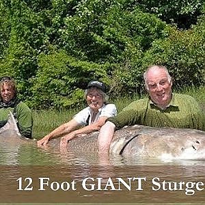 Great River Fishing: Giant Monster Sturgeon - 12ft 4