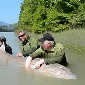 Giant Monster Fish - a Sturgeon 1100 lbs and over 12 feet!