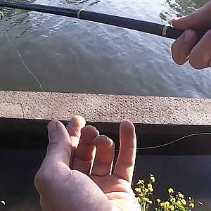 Zanderangeln am Mittellandkanal mit Fischfetzen, live Biss