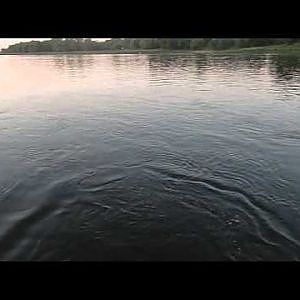 Zanderangeln Elbe (Livebiss)