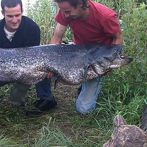 Mode de peche pour le silure