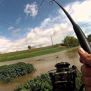 silure crue touche en direct  leurre souple