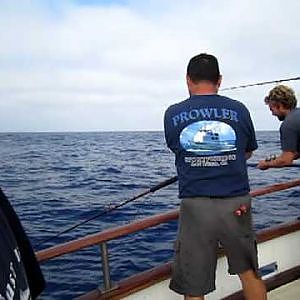 Tuna Fishing San Diego Rentless H&M Landing