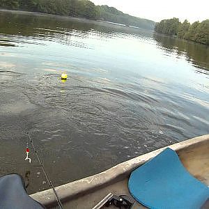 Pêche au silure au vif en barque