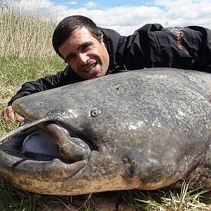 SILUROS AL LANCE EN EL RIO EBRO