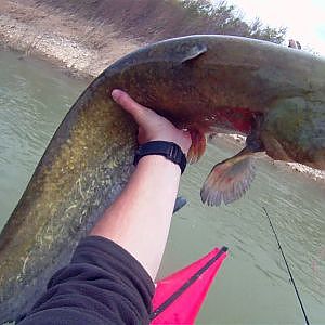 Pesca de siluro a lance en el rio Ebro