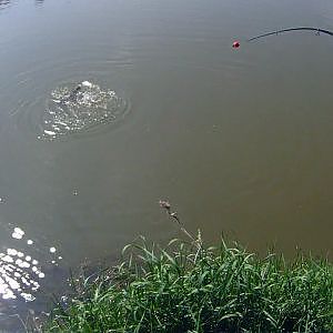 Pesca de carpa al robo mientras pesca de siluros