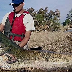 Pesca de siluros en el rio Ebro: Siluro de 2,22 metros