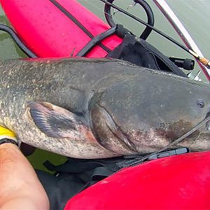 Pesca de siluro al lanzado. Picada en directo con cucharilla ondulante doble