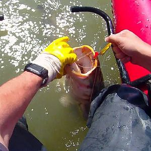 Pesca de siluro con cucharilla ondulante a la caida