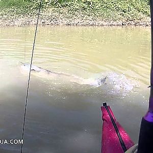 Pesca de 7 Siluros sin carrete, 5 metros de trenzado y un Black Minnow