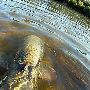 Impresionante Siluro al acecho y nadando (Silurus glanis)