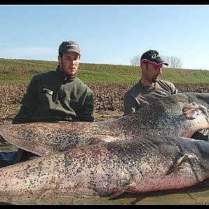 CATFISH FISHING 3 X 200 LBS MONSTER IN WINTER - HD by YURI GRISENDI