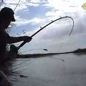 Siluros y su pesca en Caspe Mar de Aragon