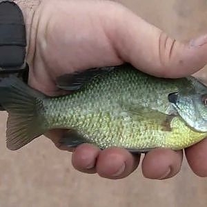 How To Catch Perch for Catfish Bait