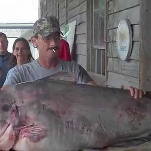 New 130 Pound World Record Blue Catfish