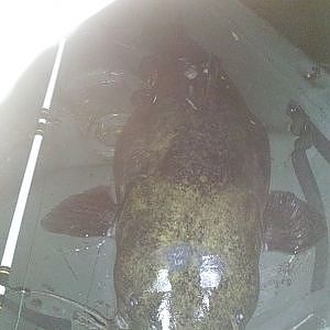 2013 SPRING TIME KAYAK FISHING FOR BIG FLATHEAD CATFISH, CPR RELEASE