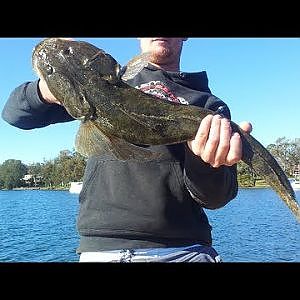 Lake maquarie Fishing , Monster Flathead,salmon,Trevalley