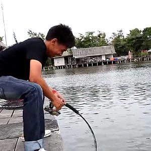 Giant Mekhong catfish at Bungsamran Fishingpark Thailand Bangkok