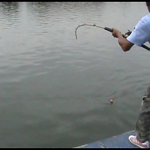 Fishing Thailand Mekong Giant Catfish in Bangkok