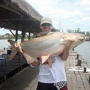 Fishing In Thailand 2012: Giant Mekong Catfish