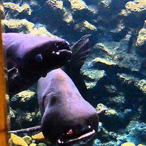 Mekong Giant Catfish(Pangasianodon gigas) @ Bangkok Aquarium