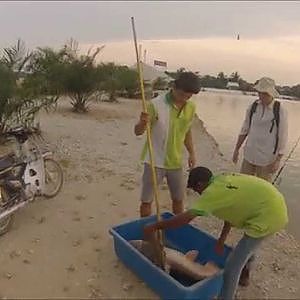 Natural Exotic Fishing Pond - Mekong Catfish c.30kg (12.07.13)