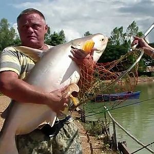 Mekong giant catfish caught in Khon Kaen, Thailand