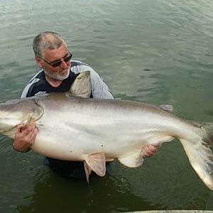 mekong catfish 100lbs+. gillhams thailand.