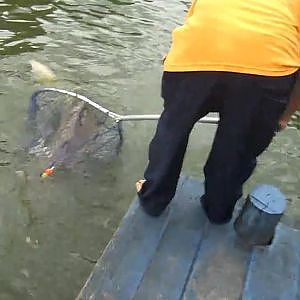 90KG Giant Mekong Catfish Landed By  Bryan Ho - BKKGUY