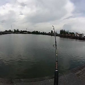 【GoPro】Mekong Giant Catfish!! / タイでメコンオオナマズ