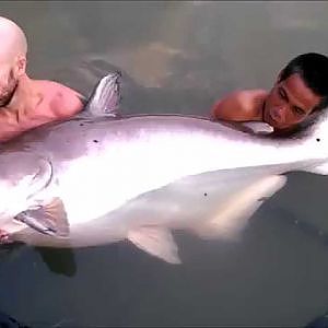 A 175lb Mekong catfish battles it out at Gillhams fishing resorts