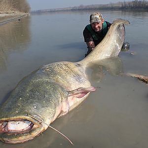 CATFISH: YURI GRISENDI FIGHT A MONSTER OVER 100 KG - HD by CAT WORLD