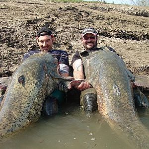 CATFISH: TWO MONSTER RECORD OVER 220 POUNDS - by YURI GRISENDI