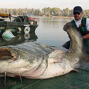 AWESOME MONSTER CATFISH - HD by YURI GRISENDI