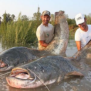 CATFISH IN SPINNING MONSTER RECORD OVER 250 POUNDS  - HD by YURI GRISENDI