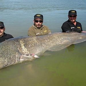 TEAM SPORTEX FIGHT CATFISH RECORD 2,55 MTS X 117 KG - HD BY CAT WORLD