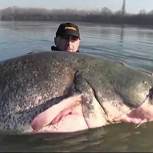 TEAM SPORTEX CATFISH RECORD 2,55 MTS X 117 KG - HD by CAT WORLD