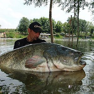 CATFISH MONSTER IN SPINNING WITH JERK by YURI GRISENDI