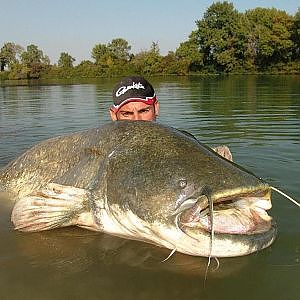 CATFISH over 200 LBS con JAKUB VAGNER - HD by YURI GRISENDI