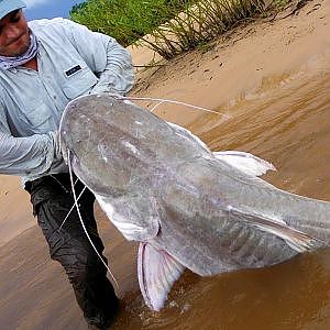 Pescaria de Piraiba Gigante - 2,01m - Laulau Fishing #1