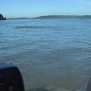 Sturgeon Fishing-Fraser river Canada-Big White Sturgeons jumping!