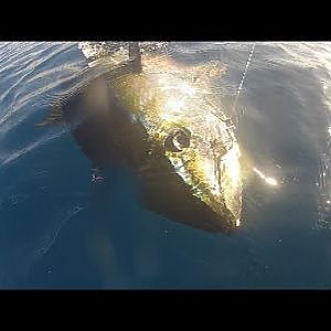 Kite fishing for Yellowfin tuna Puerto Vallarta fishing